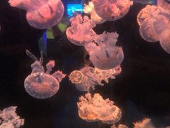-青岛海底世界-水族馆