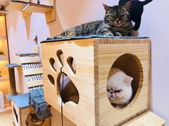 -Pets First伊珊娜洗护·精致美容·家庭式寄养(新会路店)