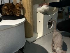 -琪喵猫屋·撸猫猫咖·猫舍