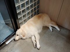 -尤加利咖啡馆