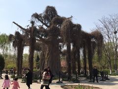 -石家庄市植物园