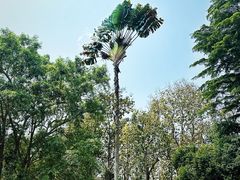 -中国科学院西双版纳热带植物园