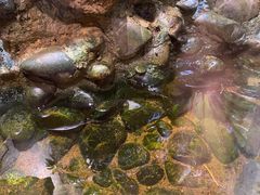-正佳雨林生态植物园