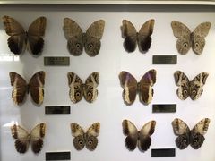 -上海昆虫博物馆