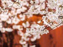 -龙美术馆(西岸馆)