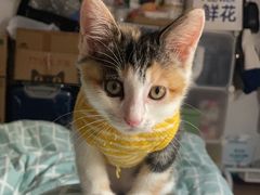 -伟伟宠物医院·瑞派猫友好医院·猫科(光谷店)