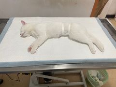 -灵美宠物诊所