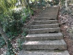 -上海佘山国家森林公园天马山园