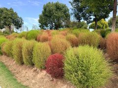 -春花秋色城市公园