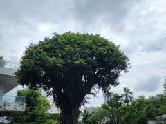 -广州白天鹅宾馆