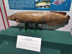 -浙江自然博物院(杭州馆)