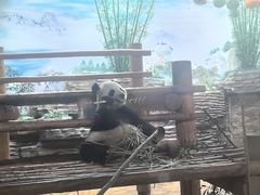 -西霞口神雕山野生动物世界