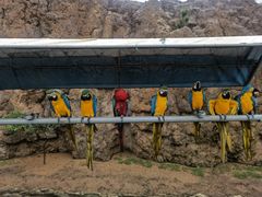 -西霞口神雕山野生动物世界