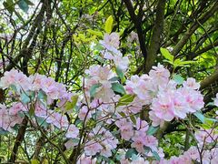 -萍乡武功山风景名胜区