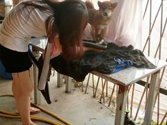 -柴犬高等学院·狗咖·柴犬售卖·宠物训练