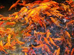 -玉苍山国家森林公园