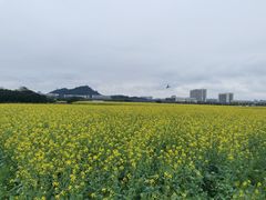 -光明小镇欢乐田园