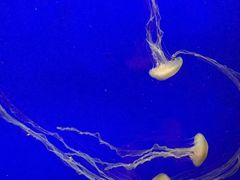 -上海海洋水族馆