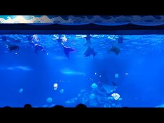 -烟台海昌鲸鲨海洋公园