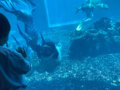 -海棠湾洲际-涛·海底餐厅·美人鱼·自助餐·海底隧道