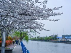 -高东镇樱花园
