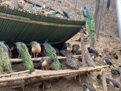 -栾川竹海野生动物园