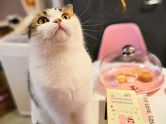-三花喵·撸猫购宠·宠物生活馆(虹桥南丰城店)