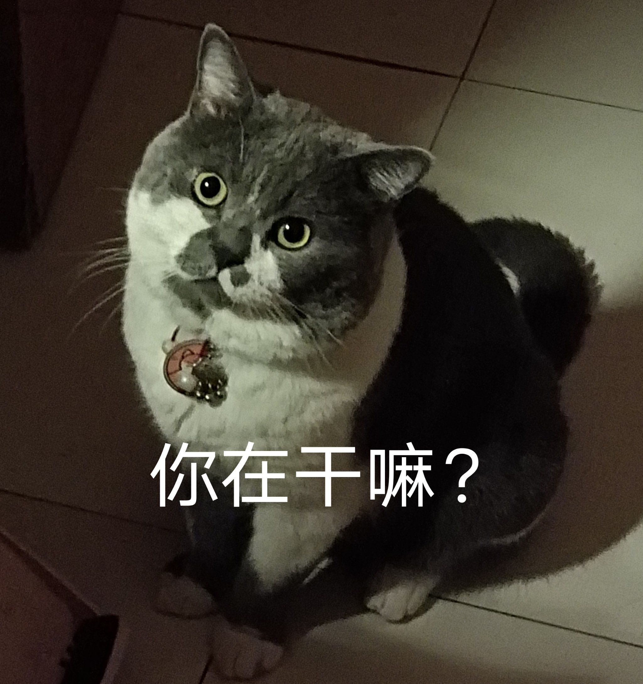 猫咪表情包大放送