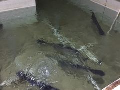 -鸭嘴鱼