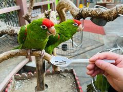 -南宫五洲植物乐园