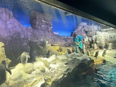 -大阪海游馆