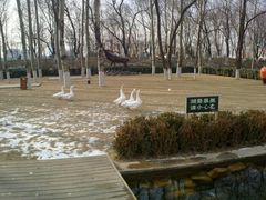 野鸭-月亮河温泉度假酒店