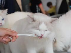 -瞄一喵猫咖(格力海岸店)