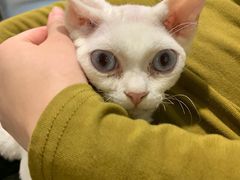 -飞行喵MR PILOT|猫舍·猫咖(静安大融城店)
