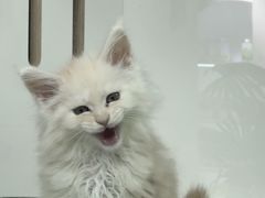 -青奢宠物·青奢猫舍