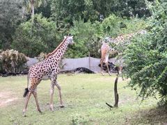 -奥兰多迪士尼动物王国乐园