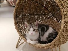 -飞行喵MR PILOT|猫舍·猫咖(静安大融城店)