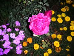 -深圳国际园林花卉博览园