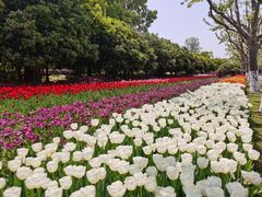 -上海鲜花港