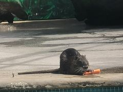 -广州长隆飞鸟乐园