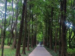 -上海滨江森林公园