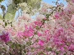 -深圳国际园林花卉博览园