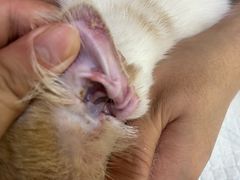 -萌兽医馆·宠物医院·猫骨科(创景店)