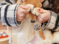 -豆柴町-柴犬主题狗咖(红鼎国际C座店)