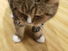 -啵啵喵·猫咖(攀华国际店)