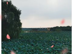 -荷塘月色湿地公园·向阳花洲