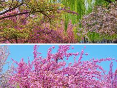 -莲花池公园