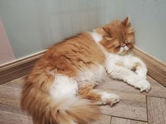 -酷豆宠物咖啡·宠物美食·撸猫馆