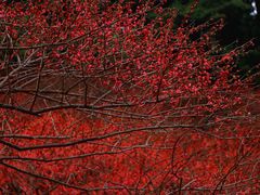 -重庆彩云湖湿地公园