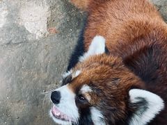 -辛玛王国游乐园